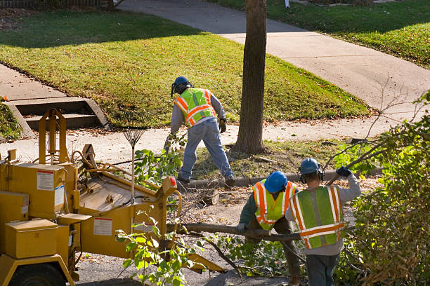 How Our Tree Care Process Works  in Center Hill, FL